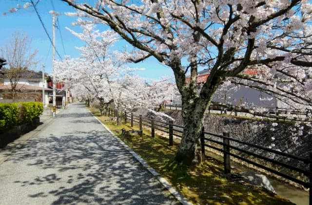 Kumasaka River Cherry Blossom Tree