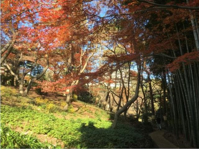 Tonoga Tando Garden Autumn Leaves