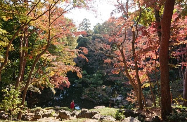 Tonoga Tando Garden Autumn Leaves