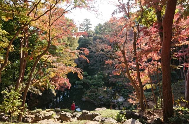 Tonoga Tando Garden Autumn Leaves