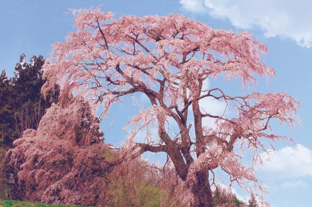Goto Makita Sakura