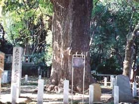 Ginkgo in Toshogu