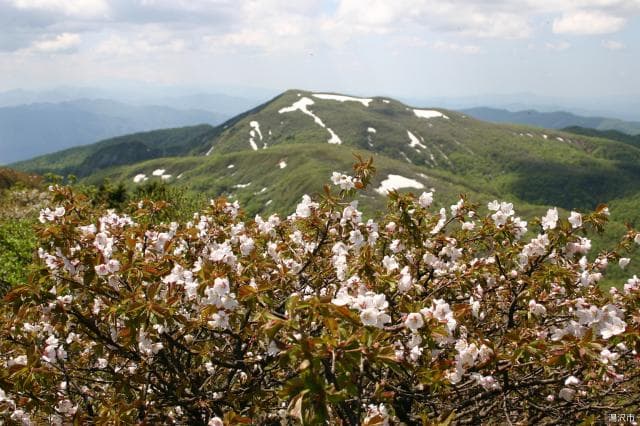 Mt. Takamatsu Minezakura