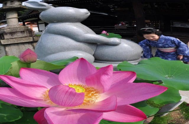 Lotus of Mimurotoji Temple