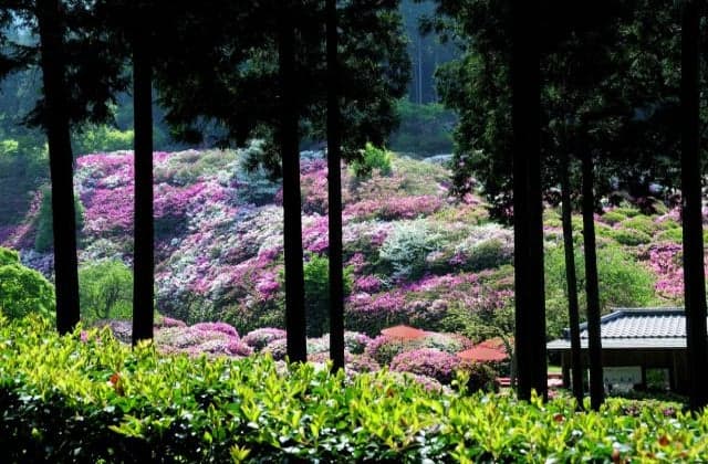 Azalea at Mimurotoji Temple