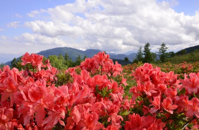 甘利山レンゲツツジ