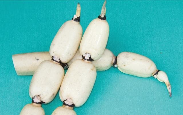Lotus root