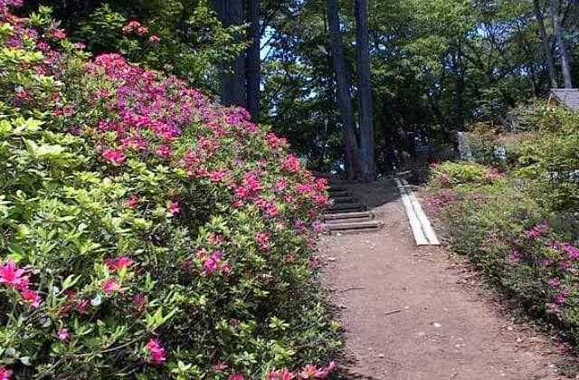 Azalea
