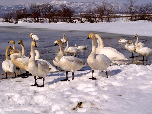 Swan in Fukurojinuma