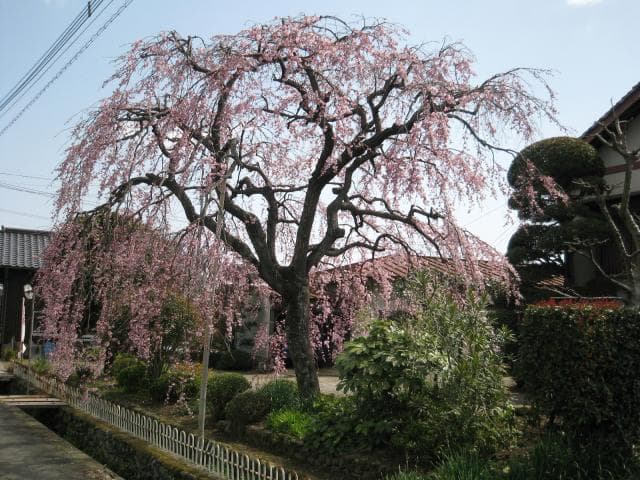 Weeping cherry tree