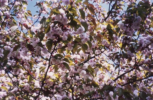 Agishikogikuzakura