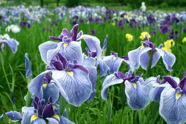 Iris
