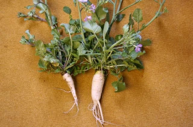 Photo of Azaki radish