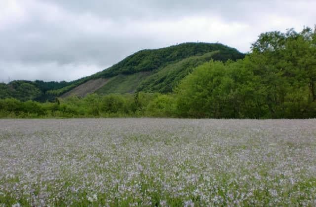 Photo of Azaki radish flower