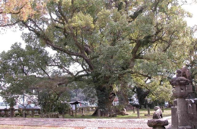 A group of camphor trees at Isahaya Shrine