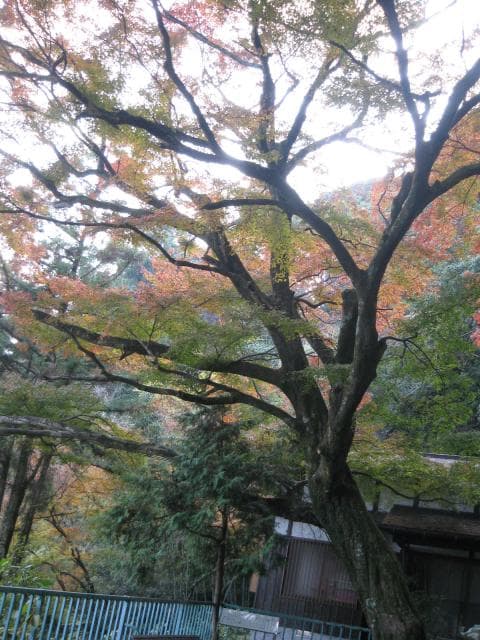 イロハモミジ