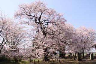 Edo Higanzakura
