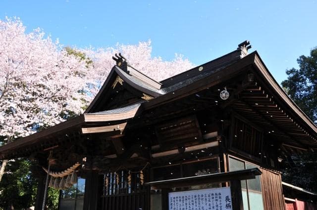 Nagara-jinja Shrine and Edo Higanzakura