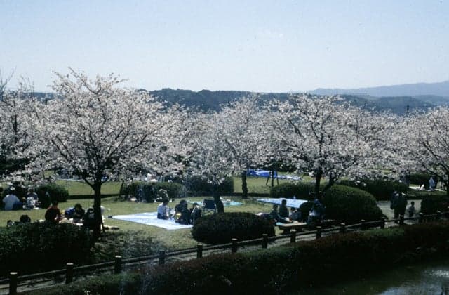 Asahigaoka Park Hanami