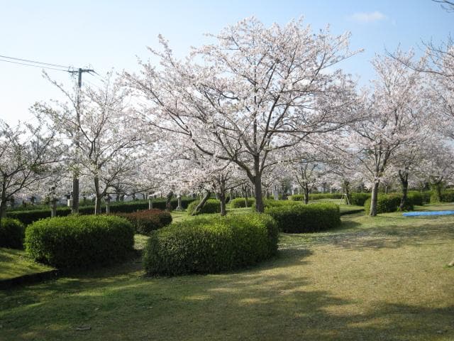 Asahigaoka Park Cherry Blossoms