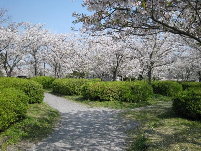 Sakura on the Akamon side of Asahigaoka Park