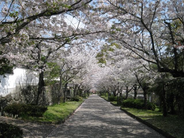 Flower tunnel (a row of cherry trees)
