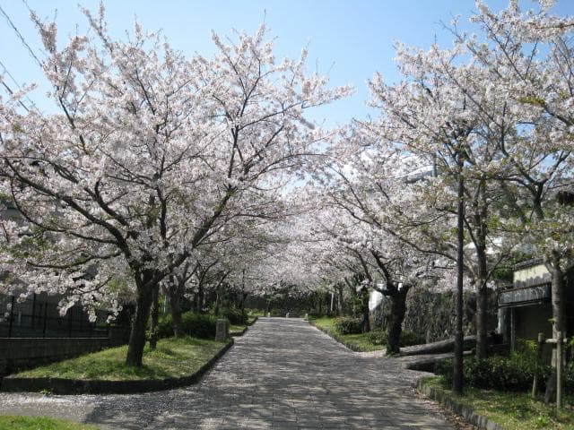 Flower tunnel (a row of cherry trees)