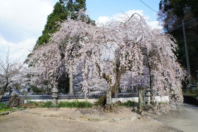 Weeping cherry tree in the temple