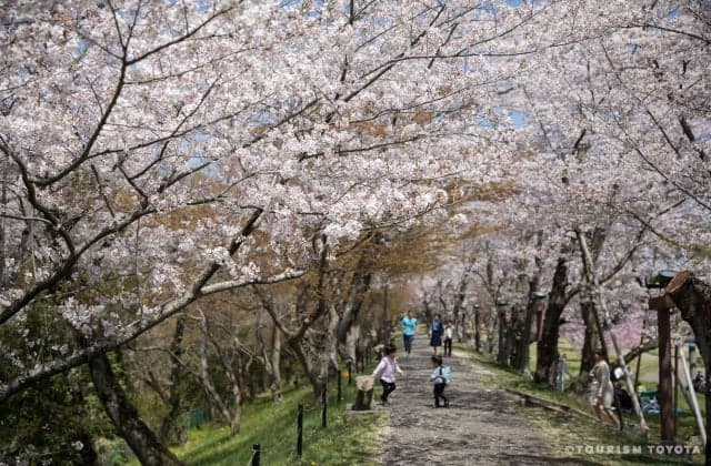 A row of cherry blossom trees in Suwon Park