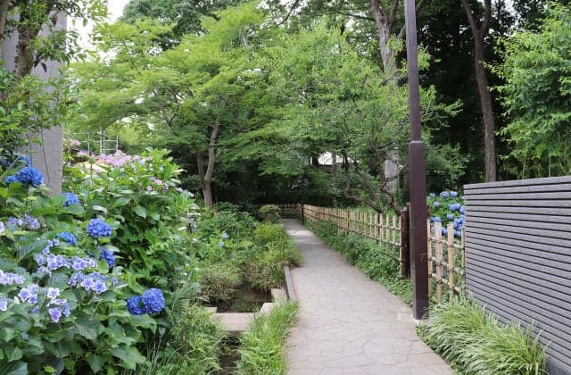 The path of the hawk