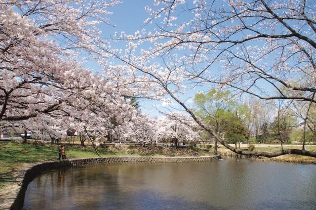 香久池公園の桜