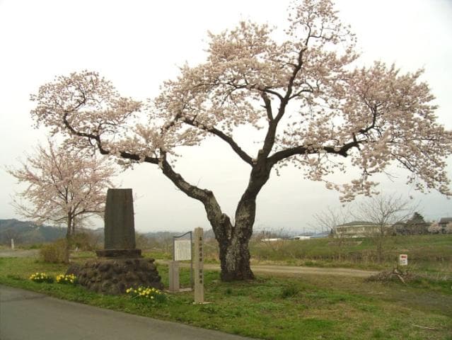 Cherry Blossom Monument and Kai Jiro Sakura
