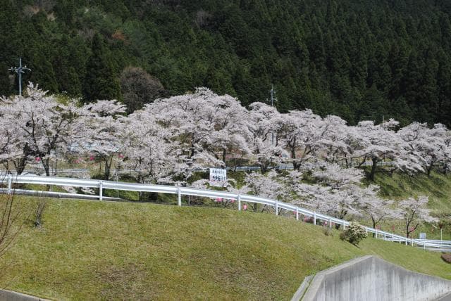 A row of cherry blossom trees at the entrance of Shi Tosaka Pass Road