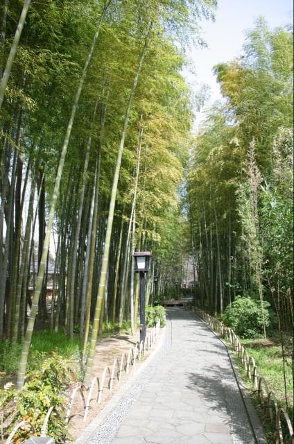 Bamboo Forest Path