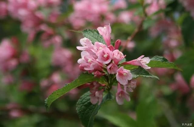 Shakunage flower