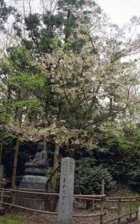 Kintozakura of Otohoji Temple