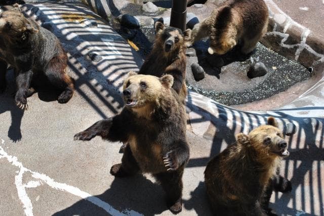 のぼりべつクマ牧場