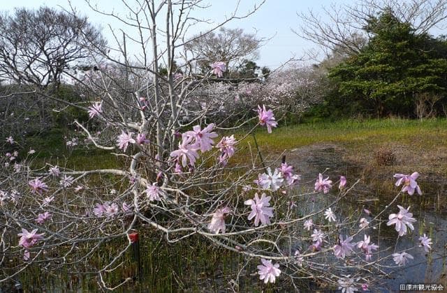 Fuji Shichihara Wetland Plant Community