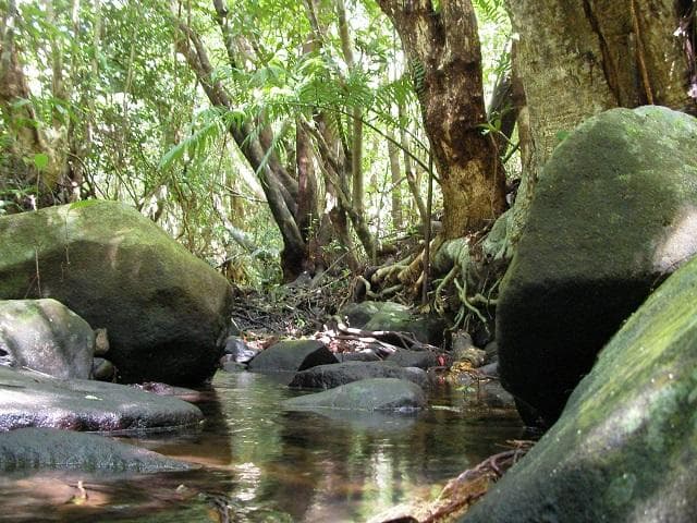 Mountain streams and wetlands of Kume Island