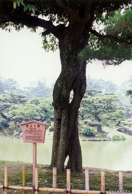 Root-up oak