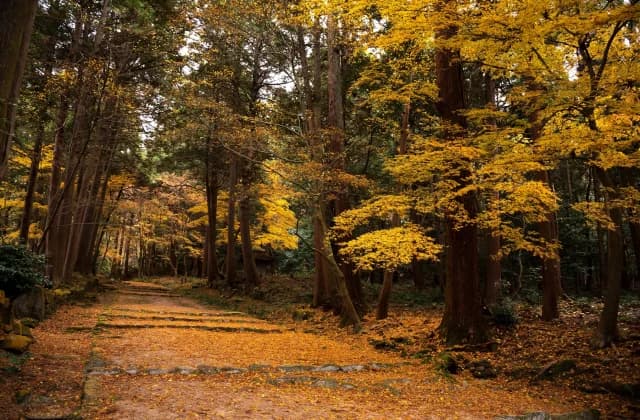 Kudara-ji Temple
