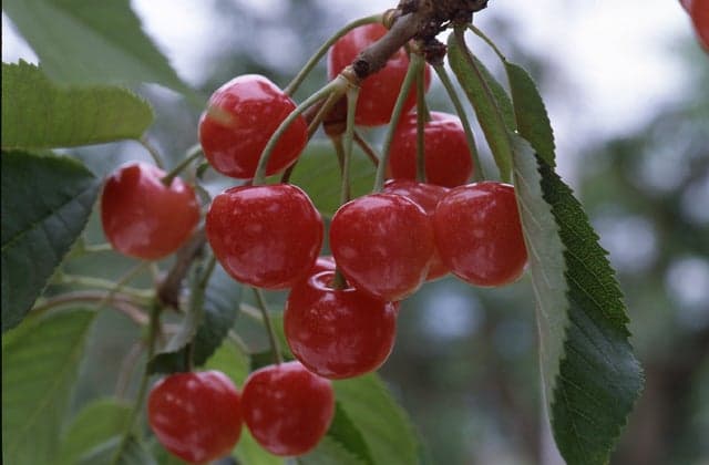 Cherries
