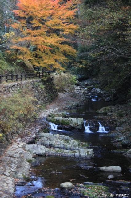 Autumn leaves