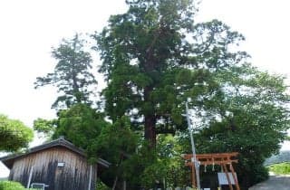 八坂神社の「大スギさん」