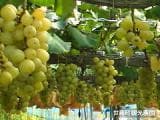 Sera Kosui Farm Grape Hunting