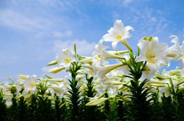 Kasaishi Seaside Park Yurien
