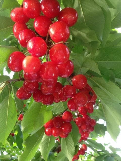 Cherries