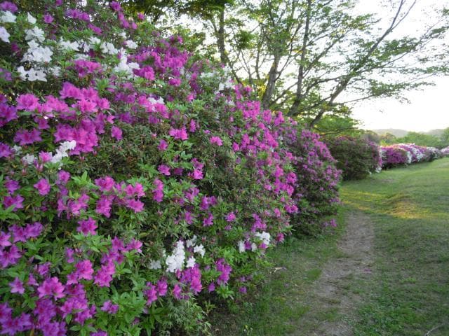 Azalea at Fukuichi Archaeological Park