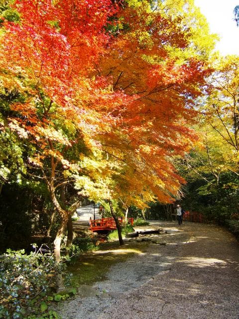 万葉公園 もみじ