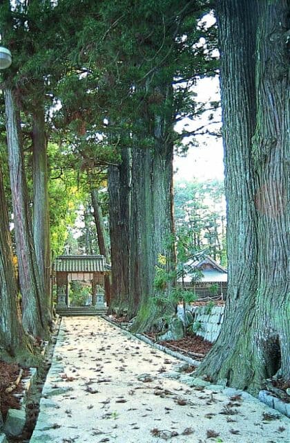 Suginami tree approach to Suwa-jinja Shrine